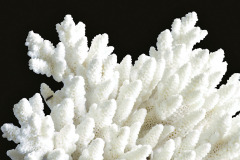 Povrch omítky Baumit StarTop připomíná strukturu korálu